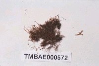藏品(擬多枝苔)的圖片